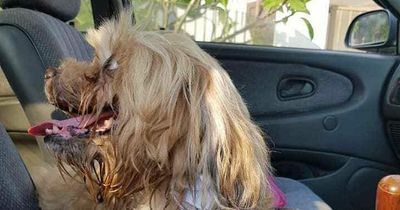 Man breaks down in tears after finding abandoned dog with heartbreaking note