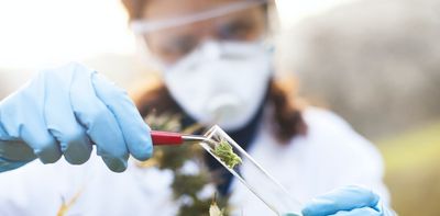 France reenters medical marijuana industry after more than a half-century hiatus – a cannabis historian explains
