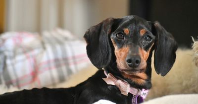 Terminally ill 'sausage dog' finds a new home 24 hours after appeal
