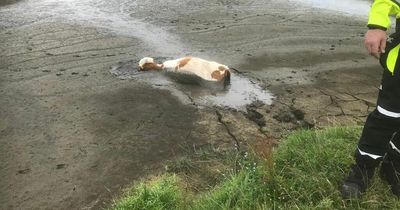Firefighters spend hours rescuing distressed calf stuck up to its neck in mud in East Boldon
