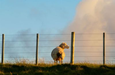Emissions advice not so anti-farming as you'd think