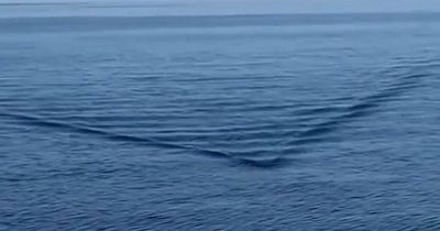 Terrifying moment huge 20ft shark swims close to boat as man mumbles 'holy s**t'