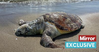 Harrowing image shows dead sea turtle on beach covered with bits of plastic bags