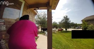 Hilarious moment woman tries to remove herd of cows taking over her garden