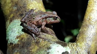 Mining firm says drilling big gold seam won't harm unique frog