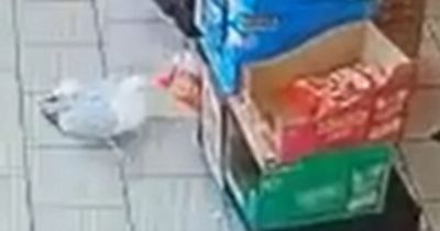 'Brazen' seagull 'swipes 18 bags of crisps in series of raids before stealing flapjacks'