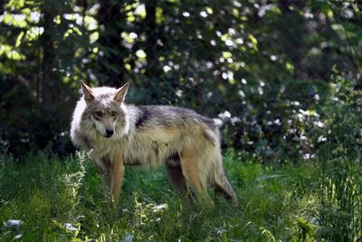 Rule for managing endangered Mexican wolves spurs lawsuit