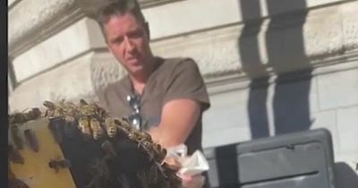 Alarming moment swarm of bees take over pedestrian crossing in city centre