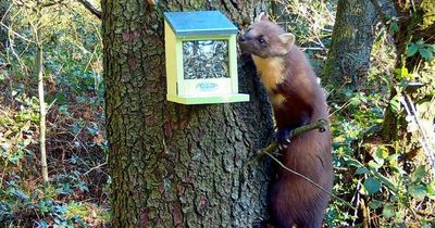 Researchers spot first pine marten on Anglesey in over 30 years