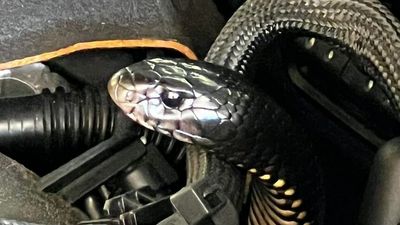 Cold conditions drive venomous red-bellied black snake to seek warmth of car engine bay