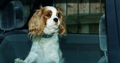 Vet shares temperature when dogs first start to suffer in heat