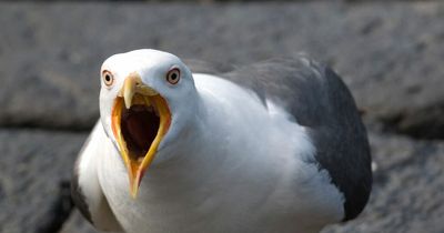 Jim Black's Open Diary: Birdies, eagles but no seagulls as R&A use method Alfred Hitchcock would approve of