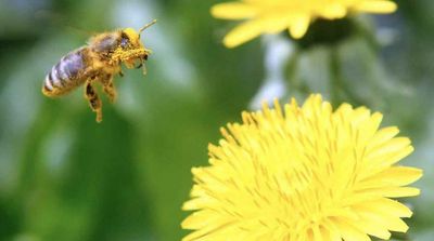 Plants exchange love letters before mating, new study finds