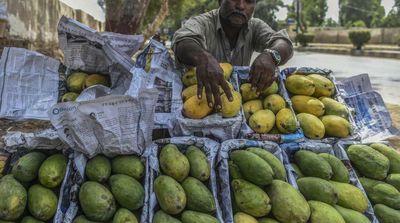 Pakistan's Prized Mango Harvest it by Water Scarcity