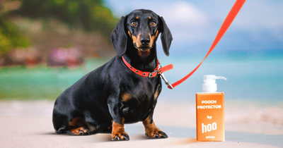 Nearly half of dog owners are unaware that their pooch should be wearing sunscreen