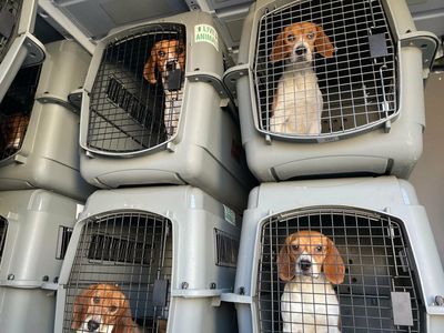 Animal rescue groups across the U.S. band together to rescue 4,000 beagles