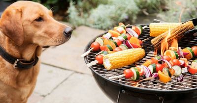Five dangerous barbecue foods you should never feed to your dog