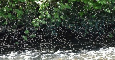 Warning as midge numbers could bite back with a 'bang' if weather changes