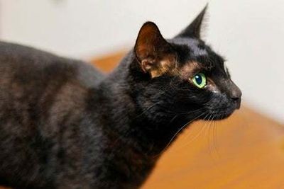 Rowdy the cat found after spending three weeks on the run in US airport
