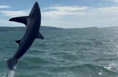 Rare thresher shark captured jumping from ocean off British coast