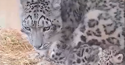 Highland Wildlife Park unveils adorable new clip of snow leopard cubs