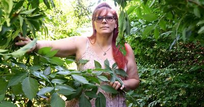 Overgrown lane in Clifton blocks access to garages and has become 'haven for rats'