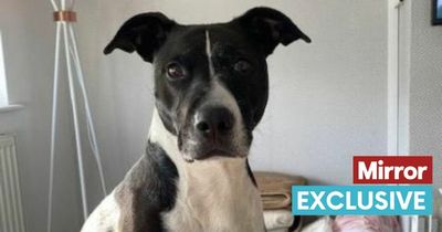 Desperate plea to rehome 'overlooked' dog who just wants to snooze on sofa