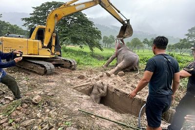 Baby elephant pulled from Thailand manhole in dramatic rescue