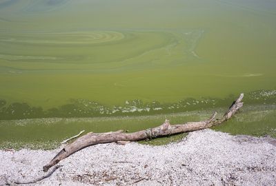 Toxic algae in the Great Lakes