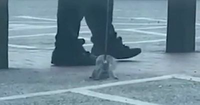 Man spotted taking SQUIRREL for a walk on a lead outside Tesco in bizarre moment