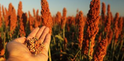 Amazing ting: South Africa must reinvigorate sorghum as a key food before it's lost