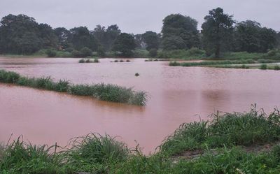 Heavy rainfall continues in Belagavi district