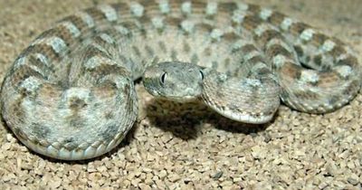 World's deadliest snake kills more humans than all other species combined