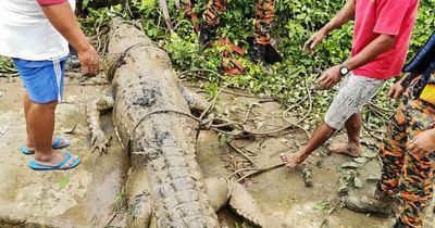 Tragic teenager eaten whole by 14ft-crocodile as he was collecting snails by a river