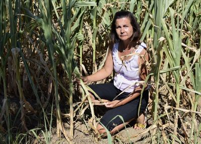 Farmers watch crops wither amid Italy’s worst drought in 70 years
