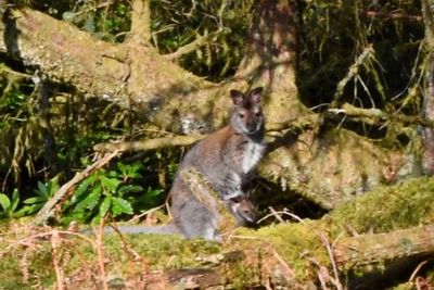 Petition to save Loch Lomond wallabies reaches 100,000 signatures