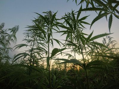 Louisiana Rep. Johnson Pushes For Industrial Hemp Development, Says It Could Lead To 'A New Type Of Workforce'