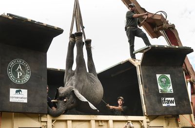 Malawi moves elephants from overcrowded park to larger one