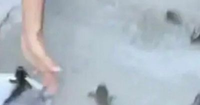 Astonishing moment it starts raining FISH as hundreds pummel town amid severe floods
