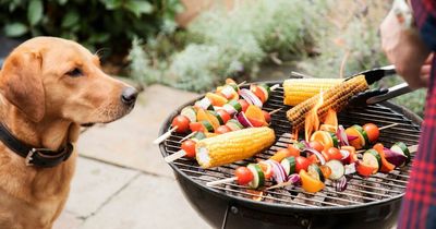 Five summer barbecue foods that are dangerous for your dog
