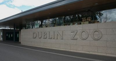 Dublin Zoo 'vehemently disputes' animal welfare concerns raised by whistleblower to Senator