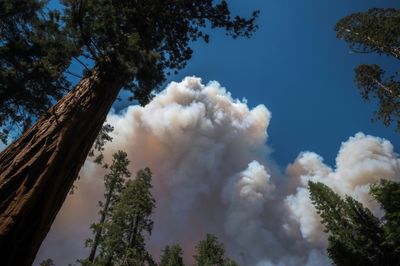 California wildfire threat to Yosemite giant sequoias 'almost gone'