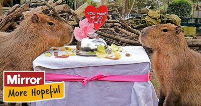 Zoo welcomes first new capybara in more than a decade after parents' 'Valentine's date'