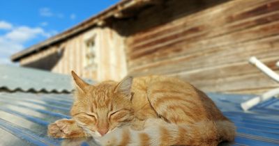 How to keep your cat safe during the UK heatwave as temperatures soar