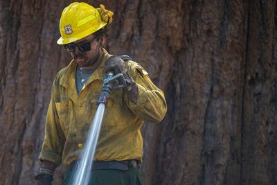 Sequoias safe for now, as lawmakers debate forest policies - Roll Call