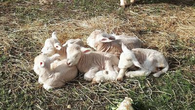 Crossbred ewe named Mary had five little lambs in north-east Victoria and four survived