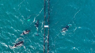 Drone captures ‘special’ footage of seal using mussel farm to hide from orcas