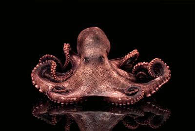 Behold the octopus glove