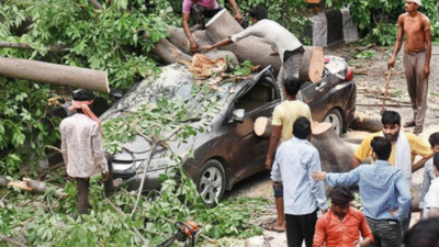 Bolt from the green: Delhi tree comes crashing on road