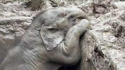 Dramatic rescue of baby elephant and mother caught on video at Thai national park